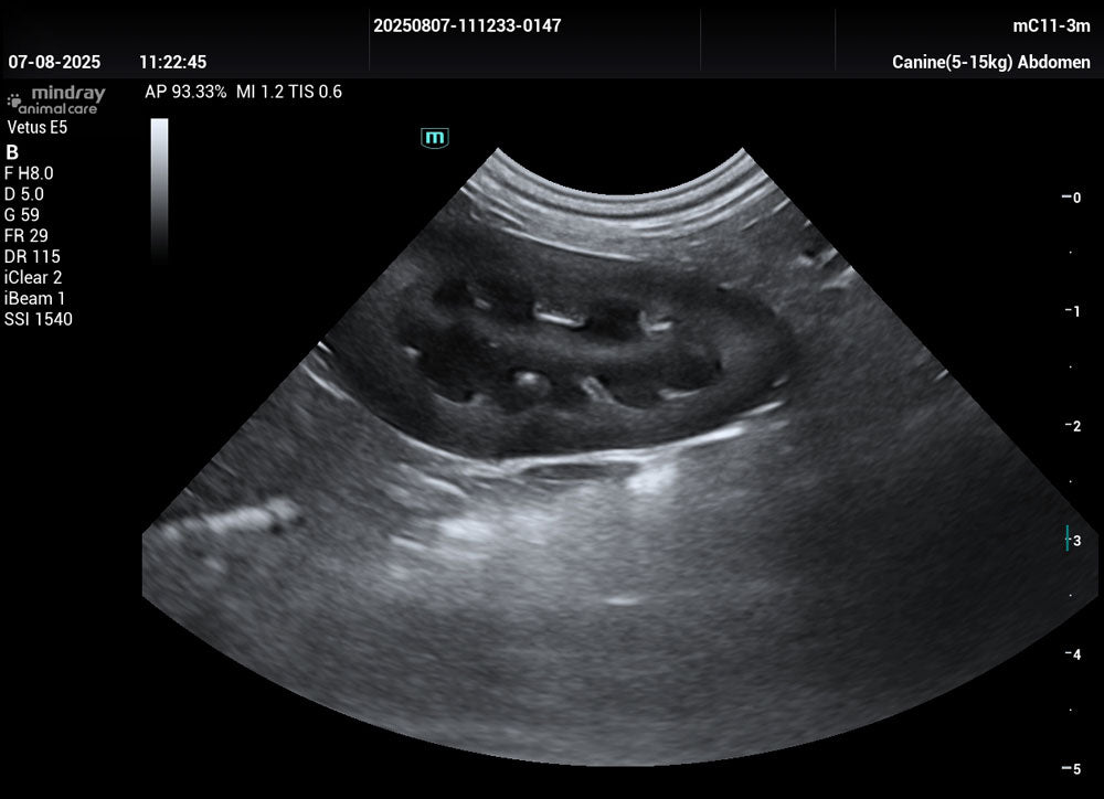 Vetus E5 Ultrasound Machine