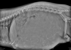 Right Lateral Abdominal radiograph of 2yr Old Maltese Terrier