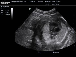 Pregnant dog sonogram