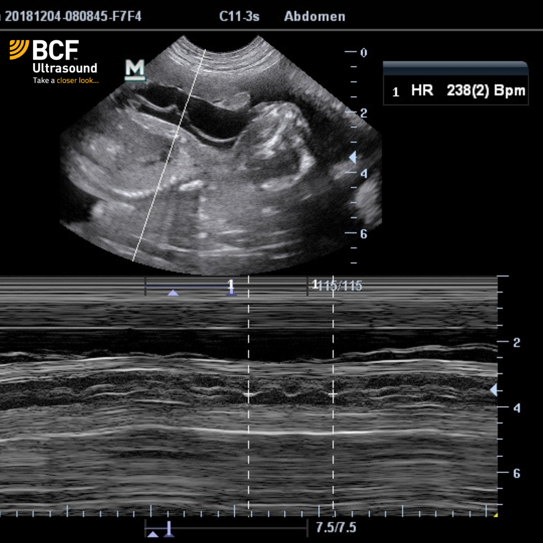 Using Ultrasound to Evaluate the Canine Pregnancy