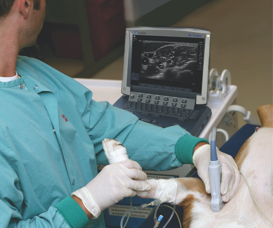 Ultrasound-Guided Nerve Blocks in Small Animal Practice