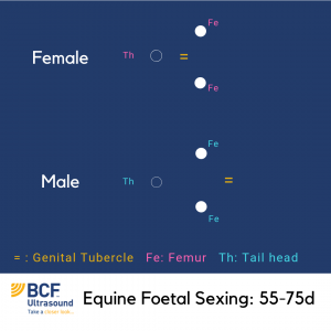 Equine foetal sexing early