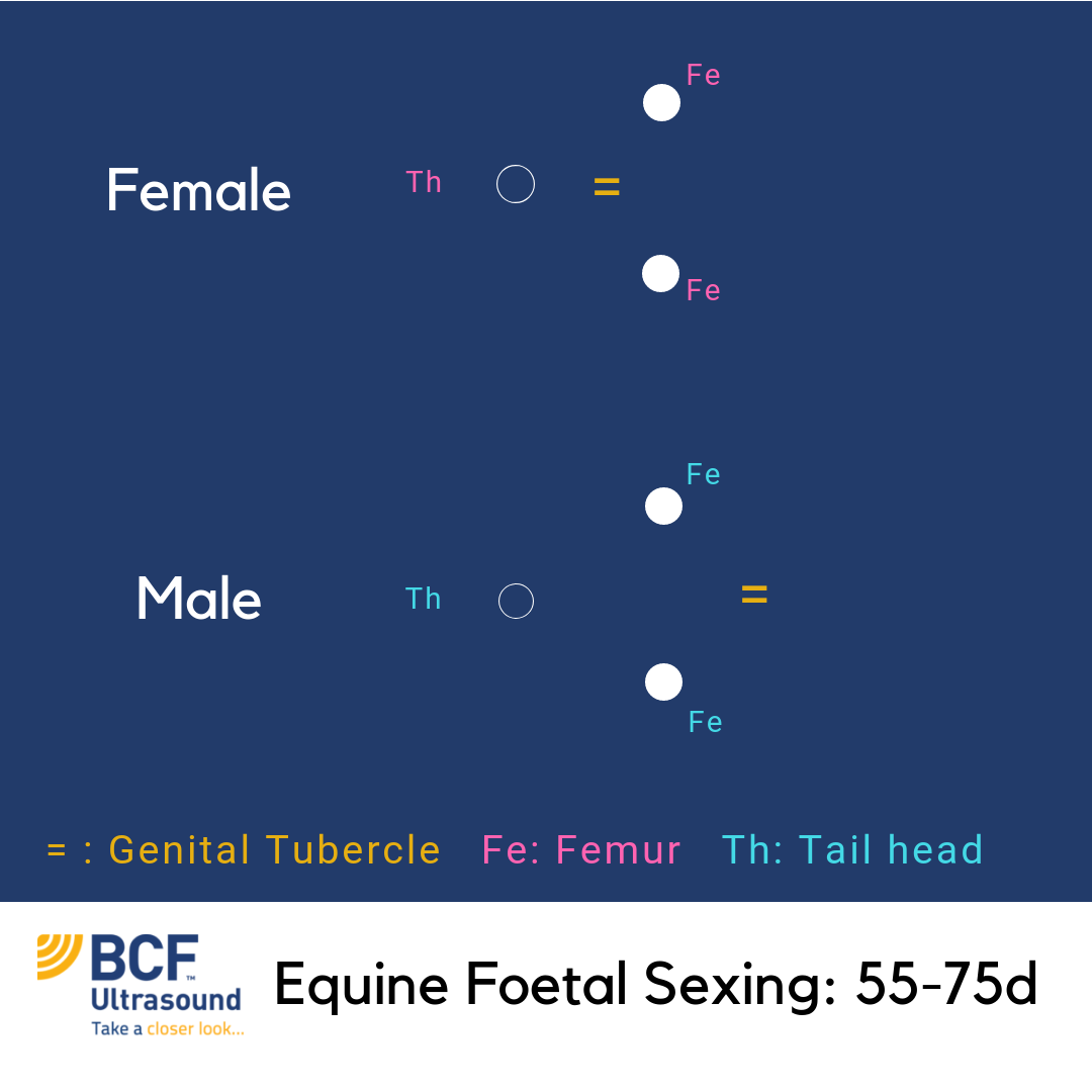 Equine Foetal Sexing (Days 55-75)